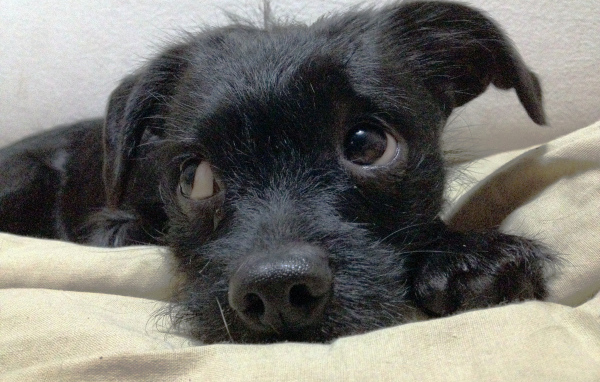 Щенок собаки аффенпинчер