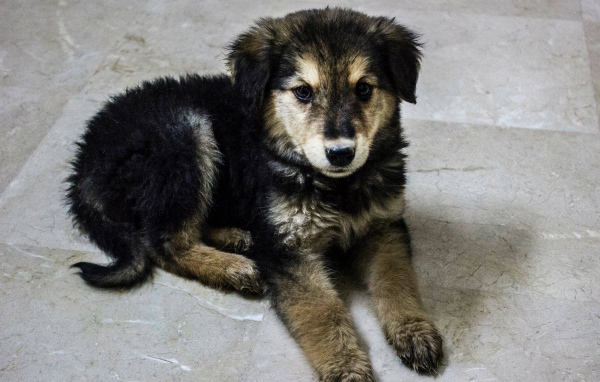 Щенок собаки муди