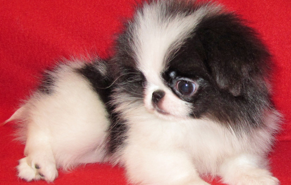 Щенок собаки японский хин