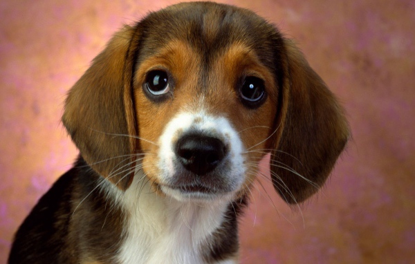 Глазастый щенок бигля 