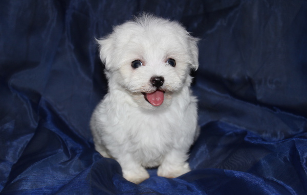 Щенок болонки на синем фоне