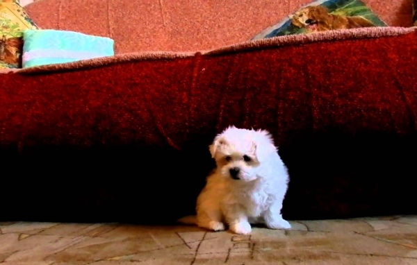 Щенок болонки под диваном