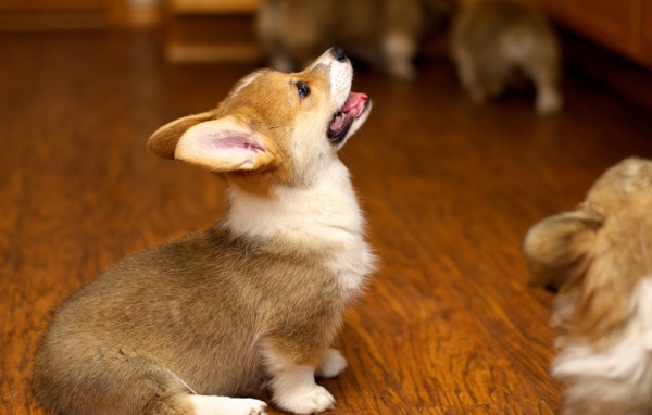 Щенок вельш-корги смотрит вверх