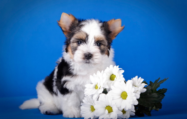 Щенок бивер йорк с букетом