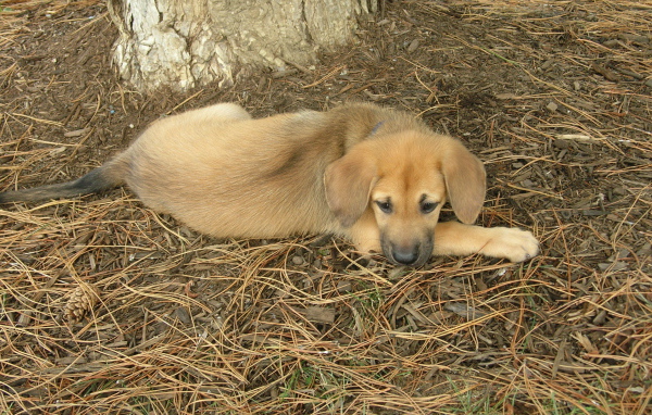 Породистый щенок чинук