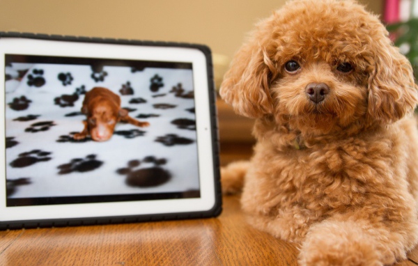 Pыжый щенок с картиной