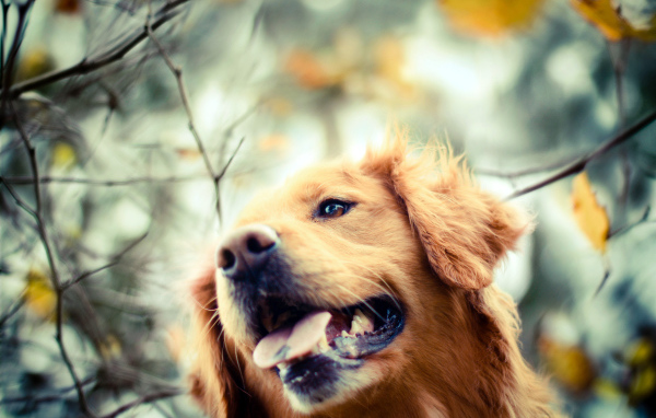 Ретривер в осеннем парке