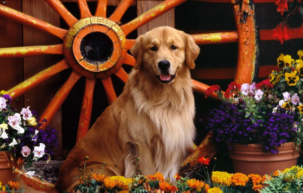 Ретривер возле колеса