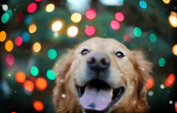 Ретривер на фоне огней