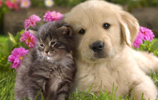 Щенок ретривера с котенком