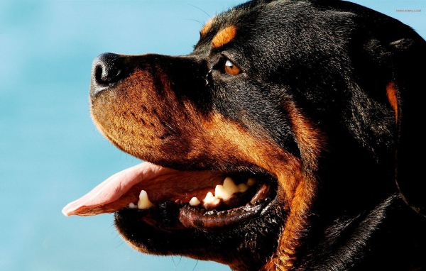 Ротвейлер на фоне неба