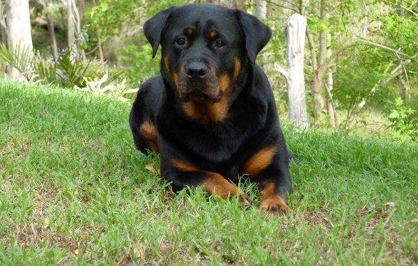 Собака ротвейлер в весеннем лесу