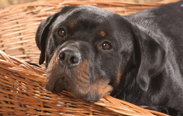 Ротвейлер в корзине