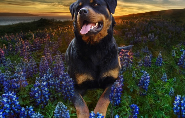 Ротвейлер в цветах