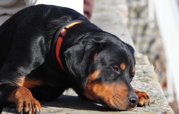 Ротвейлер смотрит прищурившись