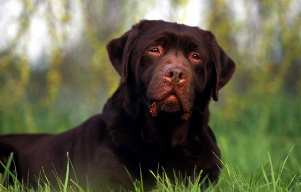 Ротвейлер лежит на поляне