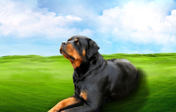 Ротвейлер на зеленом поле