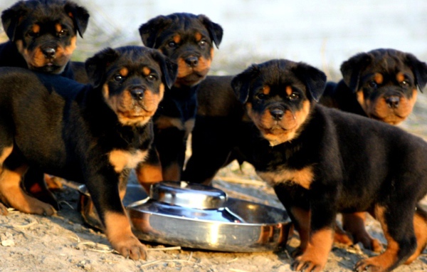 Щенки ротвейлера пьют воду