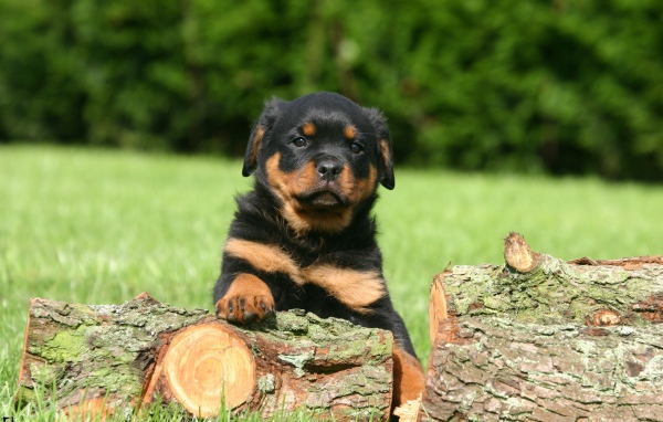 Щенок ротвейлера на дровах