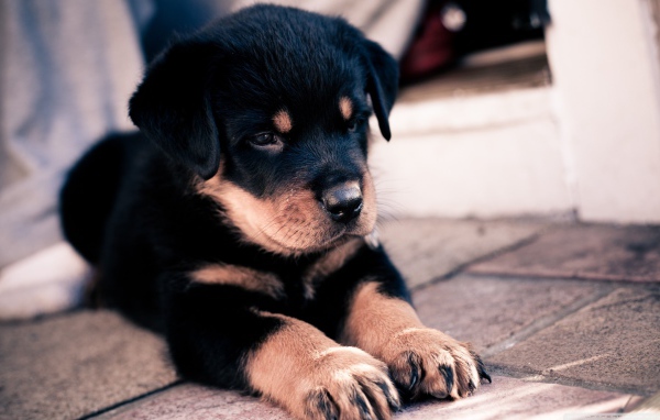 Щенок ротвейлера сложил лапки