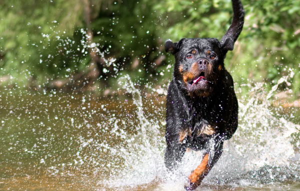 Rottweiler runs on water