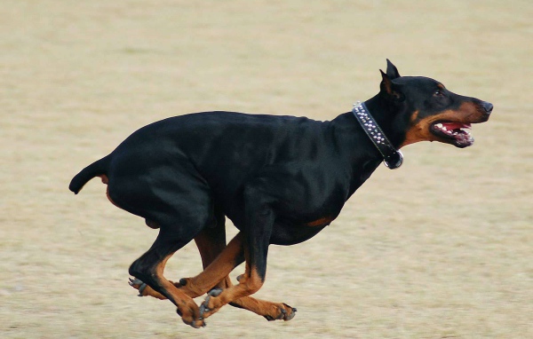 Бегущий доберман