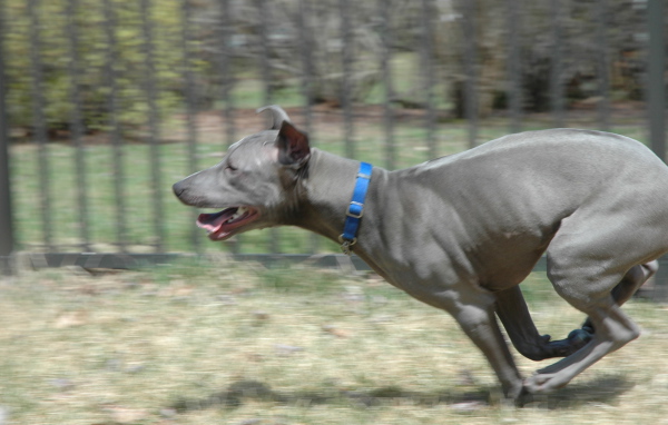 Бег тайского риджбека