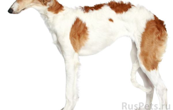 Русская псовая борзая