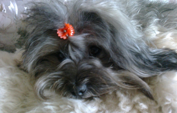 Русская цветная болонка