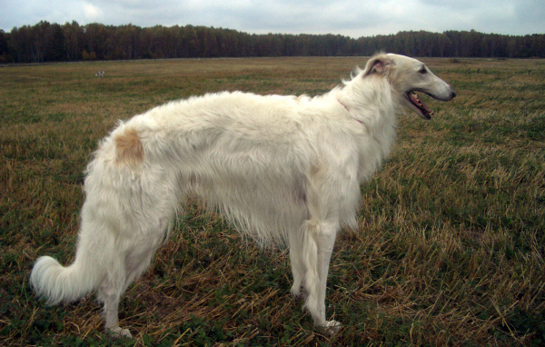 Русская борзая в поле