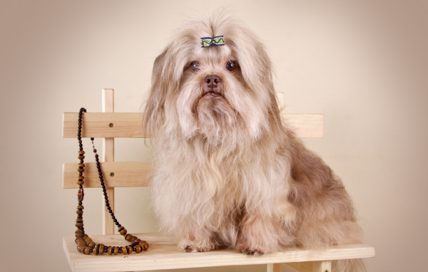 Русская болонка Капитоша