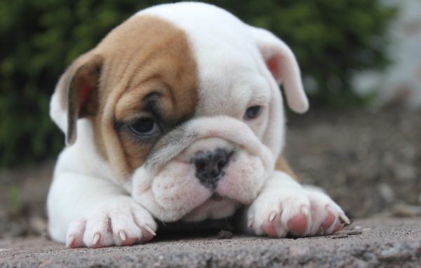 Грустный щенок английского бульдога