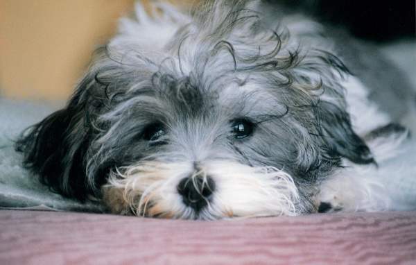 Грустная русская болонка