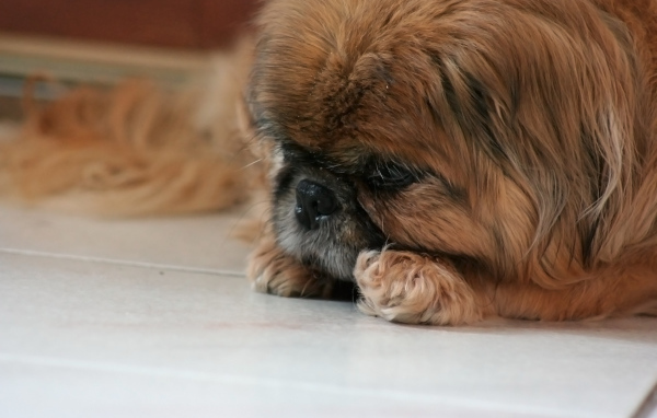 Грустный коричневый пекинес