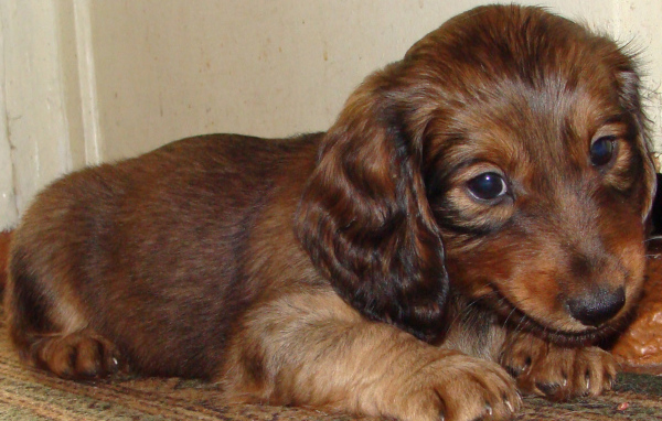 Грустный щенок таксы