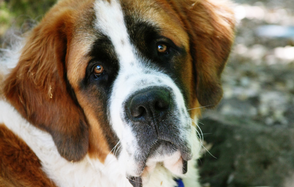 Грустная собака сенбернар