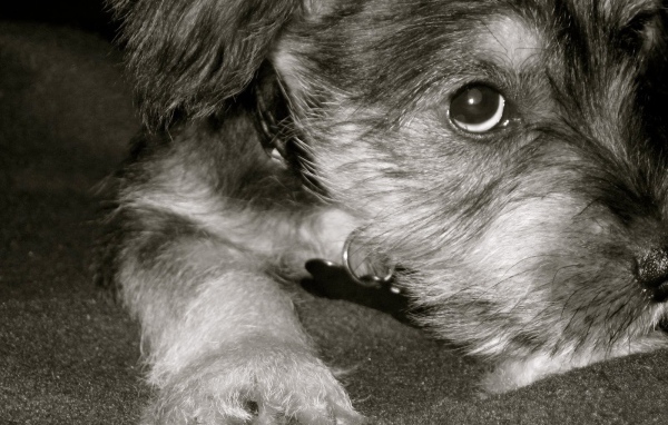 Грустная собака шнауцер