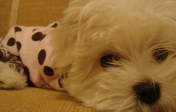 Грустные глаза у болонки