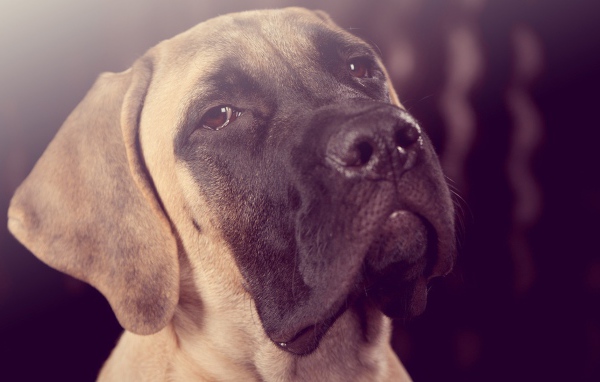 Грустный взгляд собаки