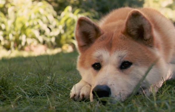 Грустная лайка лежит на траве