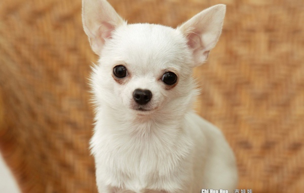 Грустный взгляд чихуахуа