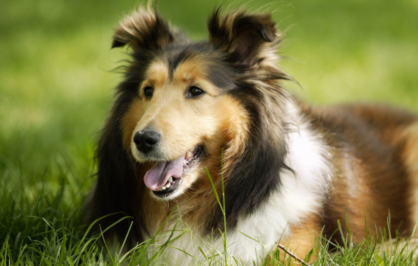 Грустный взгляд колли