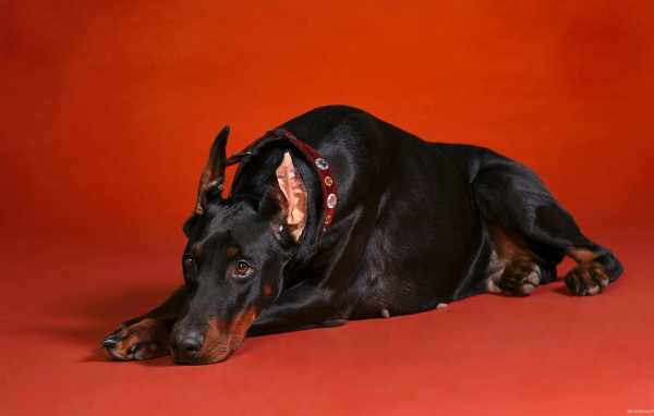 Грустный взгляд добермана