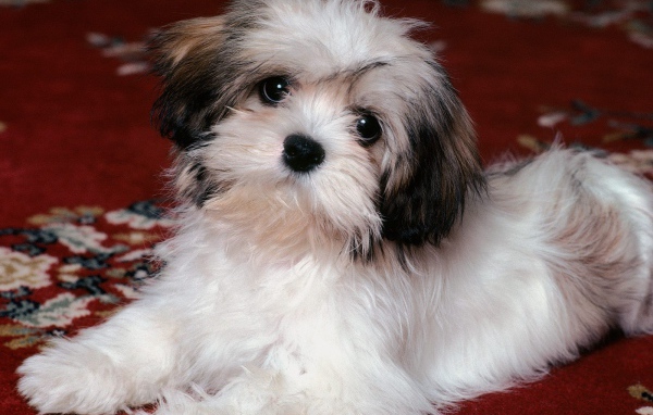 Грустный взгляд шитцу