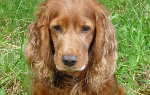 Грустный спаниель в траве
