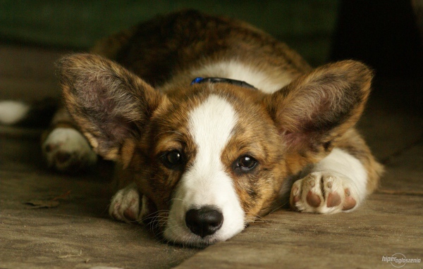 Грустный вельш-корги