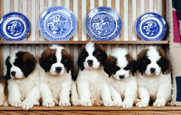 Семья щенков сенбернара