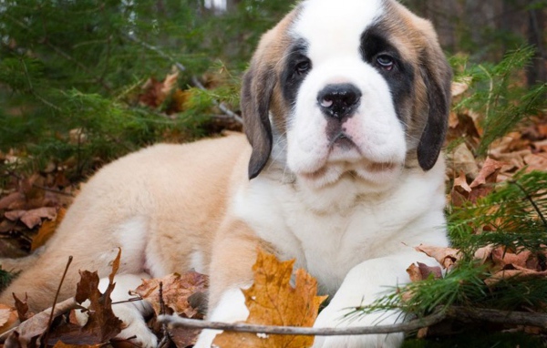 Щенок сенбернара в лесу
