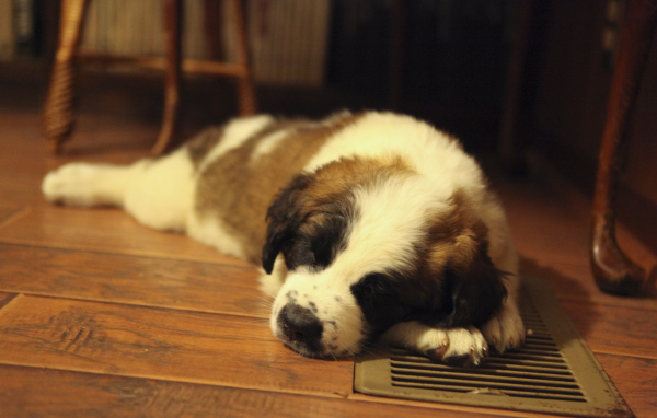 Щенок сенбернара спит