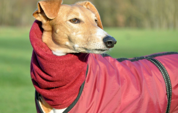 Пес салюки в теплом наряде